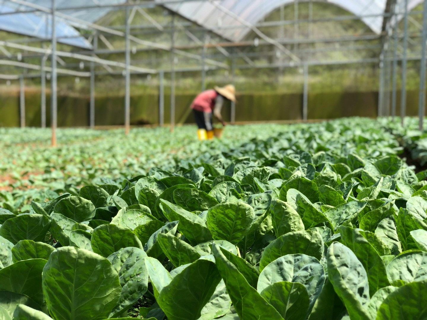 Horticulture Industry